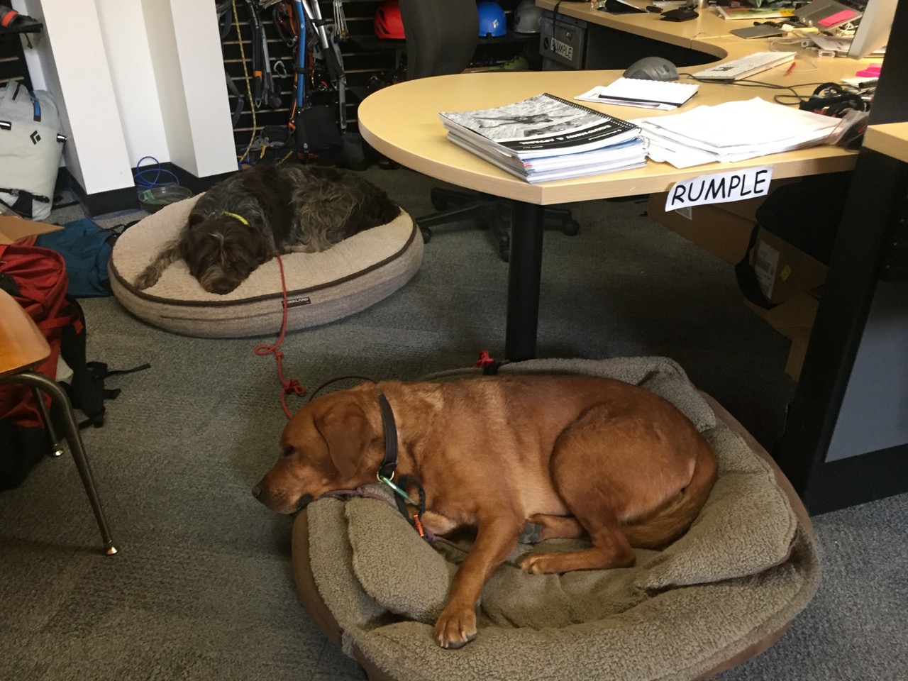 Rumple taking a break from his work duties at the Black Diamond office. 